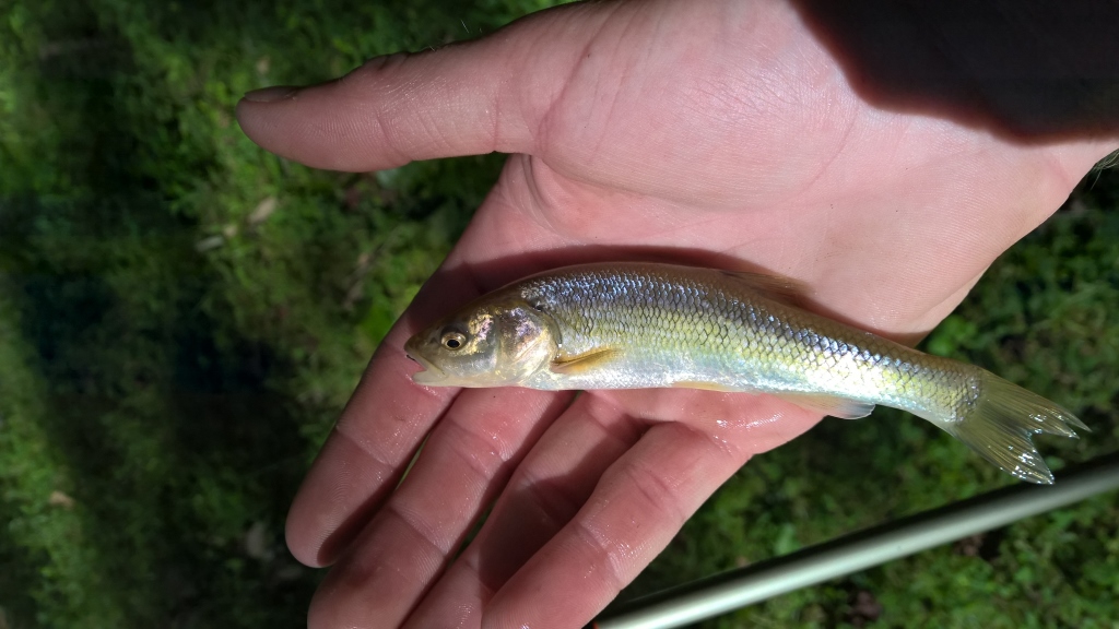 Ferdinand State Forest